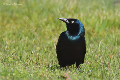 Common Grackle