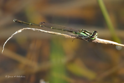 Fragile Forktail