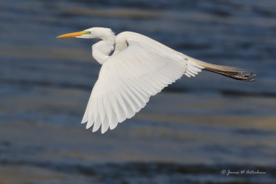 Great Egret