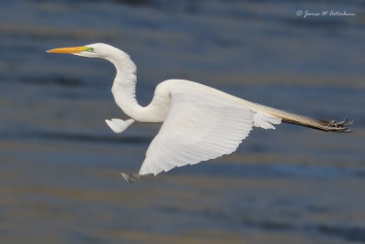 Great Egret