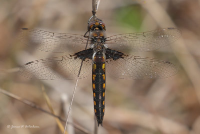 Mantled Baskettail
