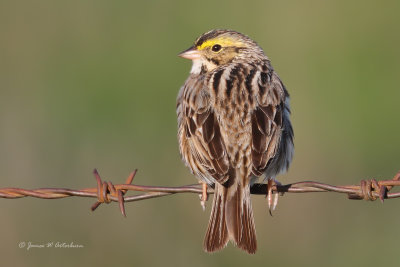 Savannah Sparrow