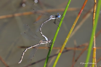 Southern Spreadwing