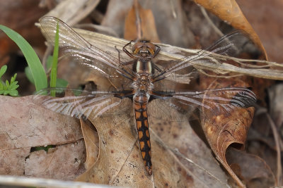 Blue Corporal