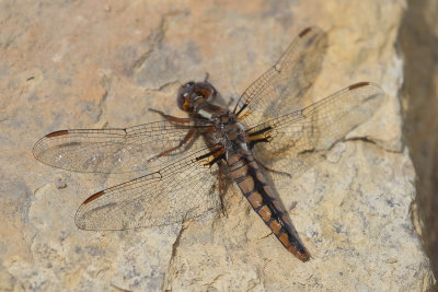 Blue Corporal