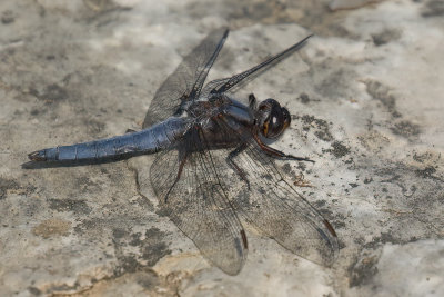 Blue Corporal