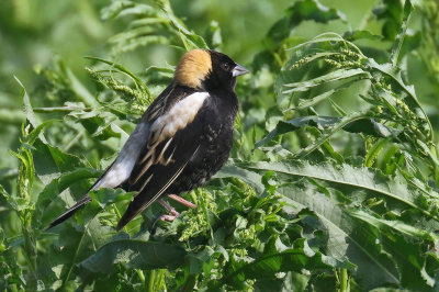 Bobolink