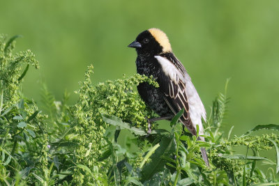 Bobolink