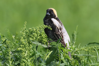 Bobolink