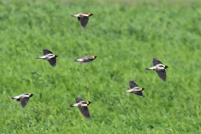 Bobolink