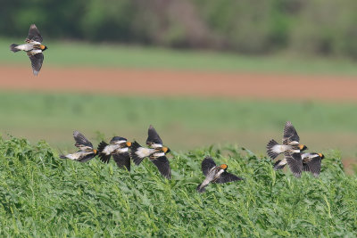 Bobolink