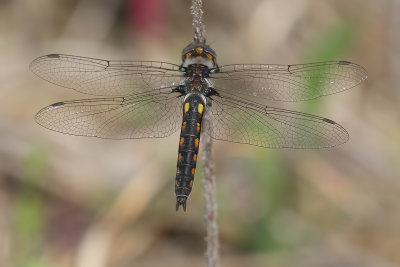 Common Basketail