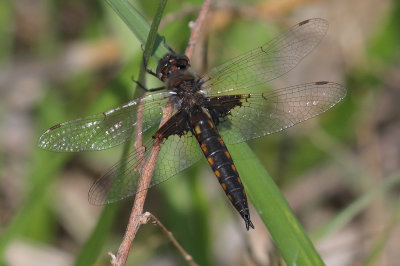 Mantled Baskettail