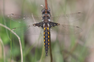 Mantled Baskettail
