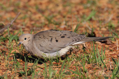 Mourning Dove