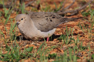 Mourning Dove