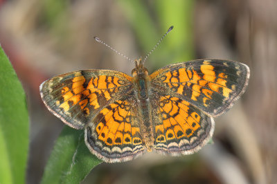 Pearl Crescent