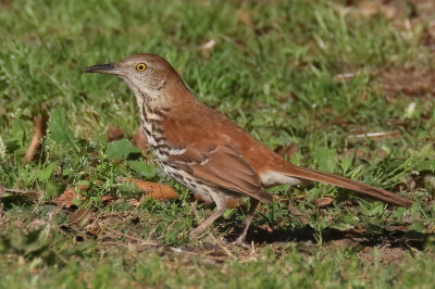 Brown Thrasher