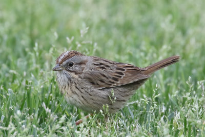 Lincoln's Sparrow