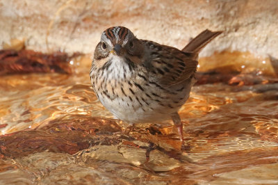 Lincoln's Sparrow