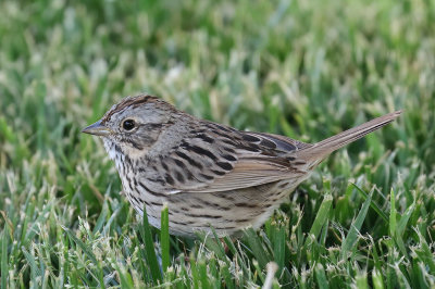 Lincoln's Sparrow