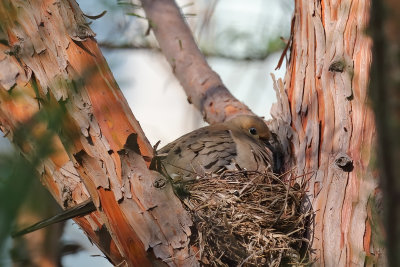 Mourning Dove
