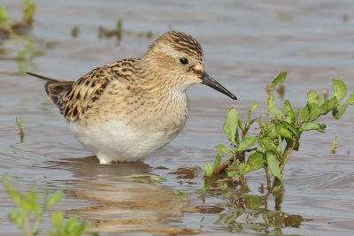 Baird's Sandpiper