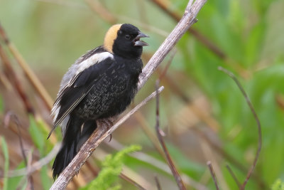 Bobolink