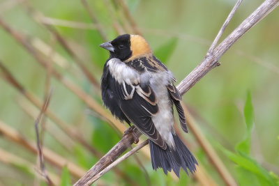 Bobolink