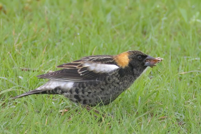 Bobolink