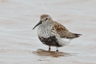 Dunlin