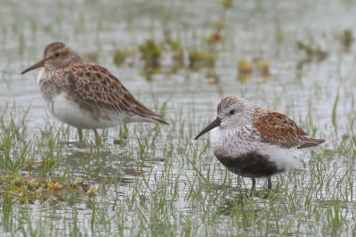 Dunlin