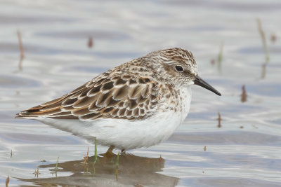 Least Sandpiper