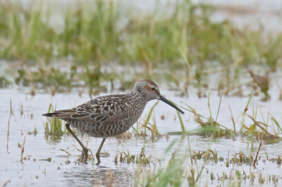 Stilt Sandpiper