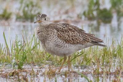 Upland Sandpiper