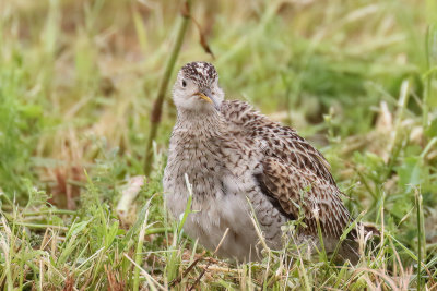 Upland Sandpiper