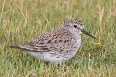 White-rumped Sandpiper