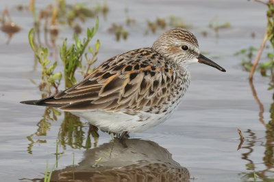 White-rumped Sandpiper