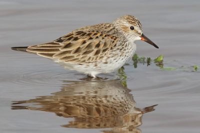 White-rumped Sandpiper