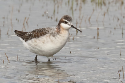 Wilson's Phalarope