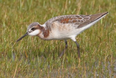 Wilson's Phalarope