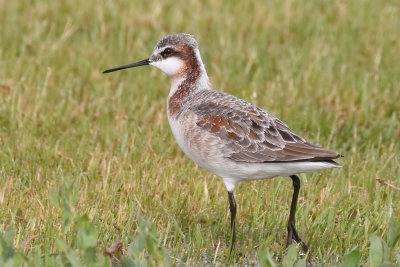 Wilson's Phalarope