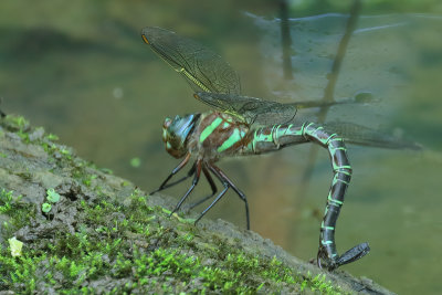 Swamp Darner