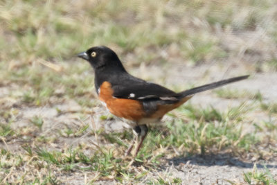 Eastern Towhee