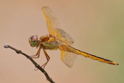 Needham's Skimmer