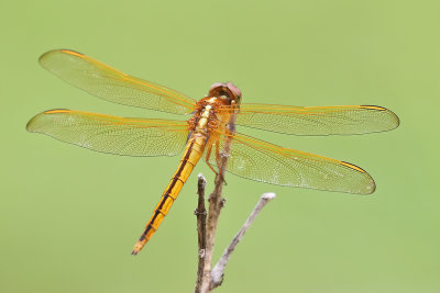 Needham's Skimmer
