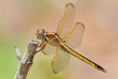 Needham's Skimmer