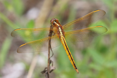 Needham's Skimmer