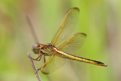Needham's Skimmer