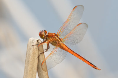 Needham's Skimmer